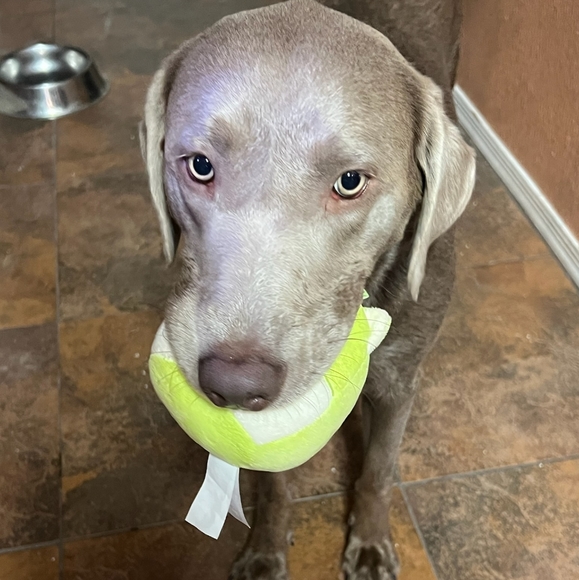 SHARE/SHOW/OPEN TRAY - Picture 4 of 5